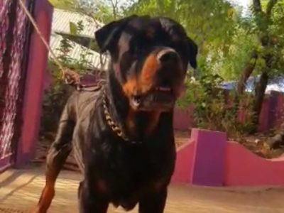 Rottweiler