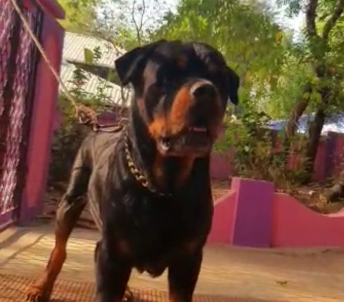 Rottweiler