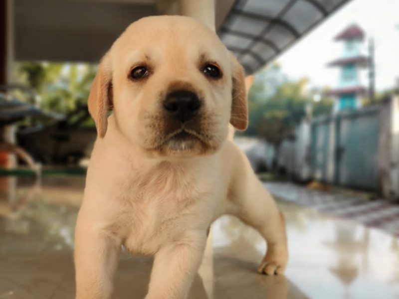 Labrador