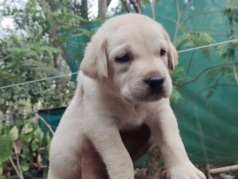 Labrador