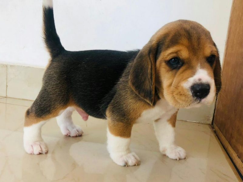 Beagle