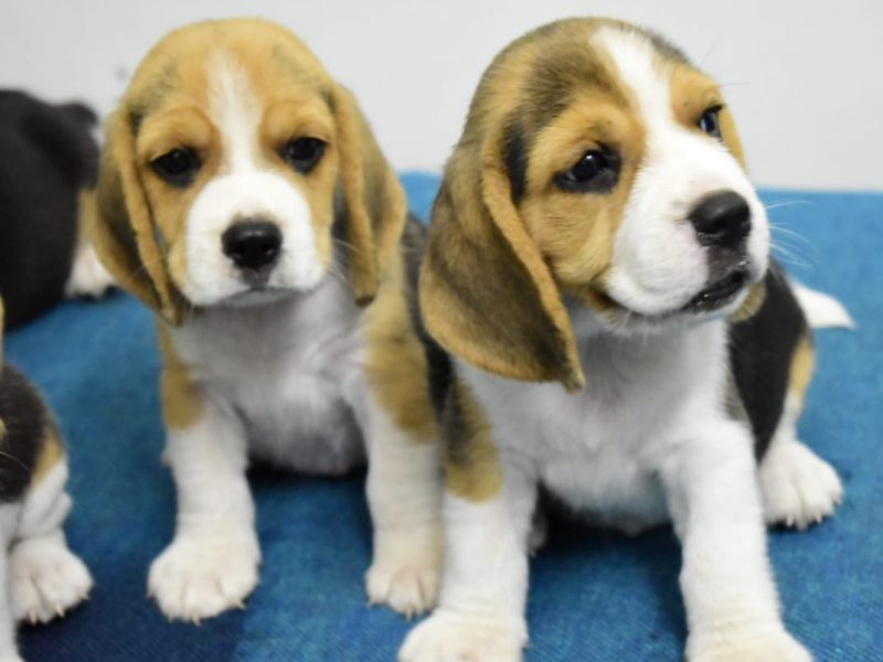 Beagle