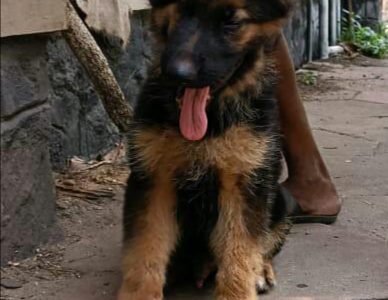 German shepherd