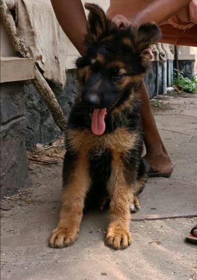 German shepherd