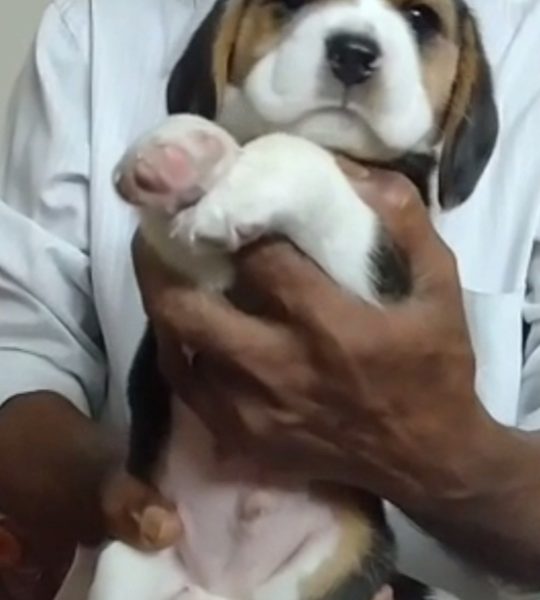 Beagle