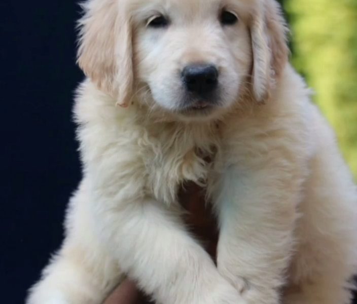 Golden Retriever