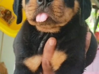 Rottweiler