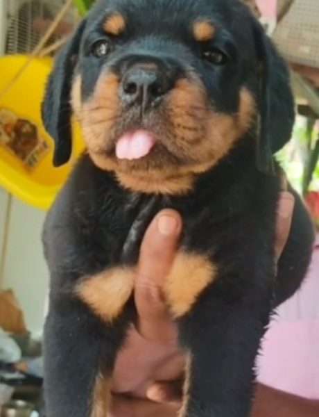 Rottweiler