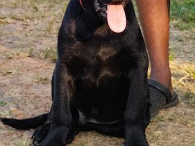 Labrador