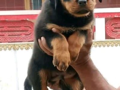 Rottweiler