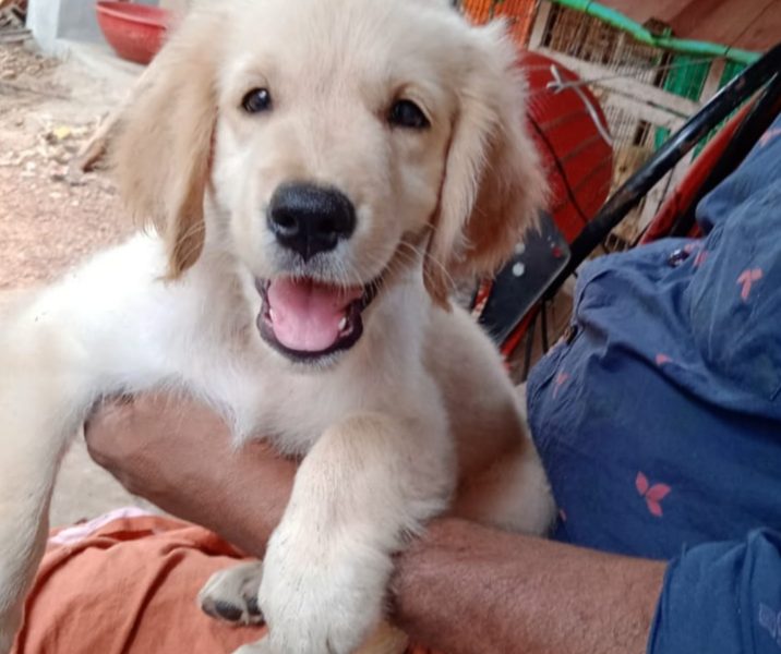 Golden Retriever