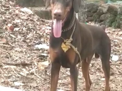 Doberman