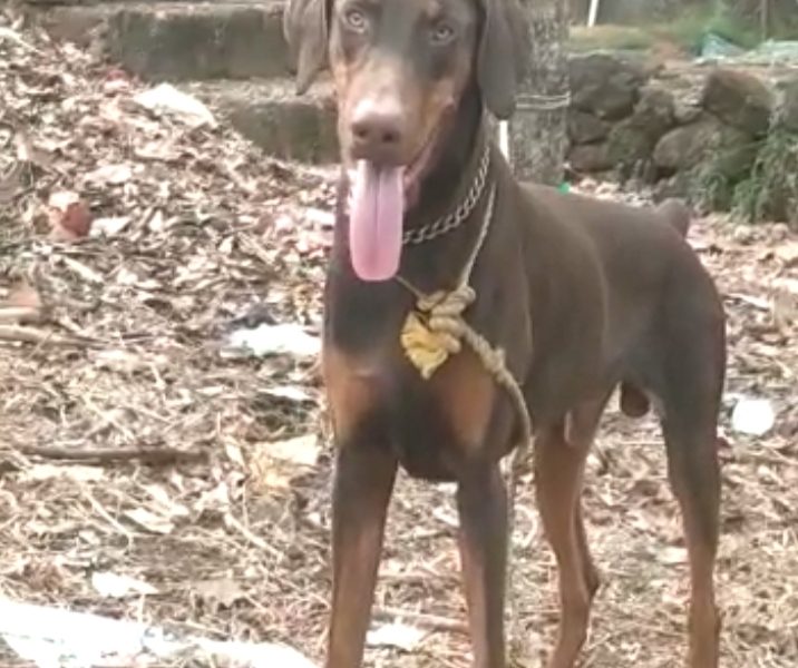 Doberman