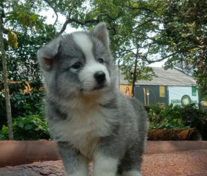 Husky