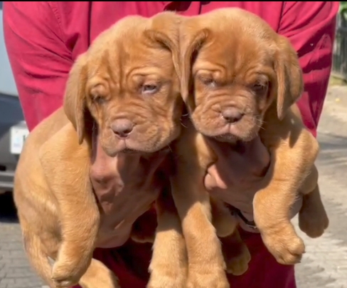 French mastiff