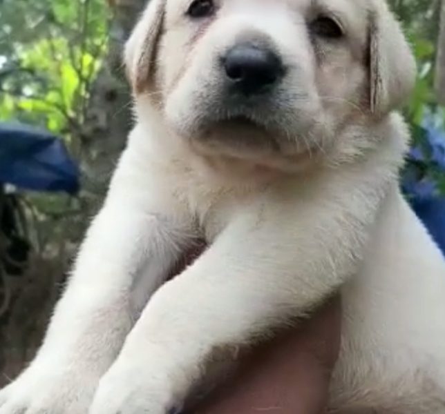 Labrador