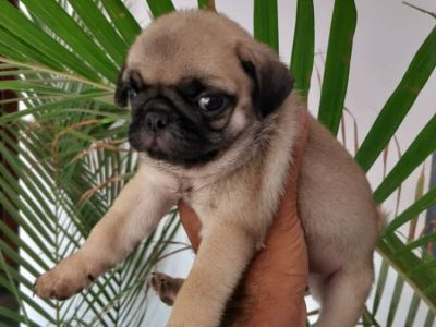 Pug