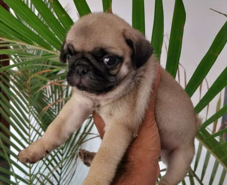 Pug