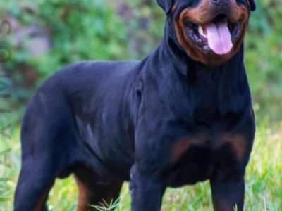 Rottweiler