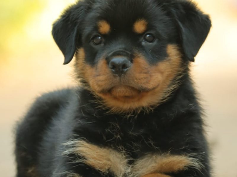 Rottweiler