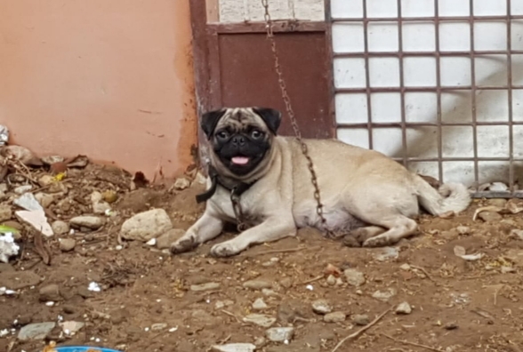 Pug