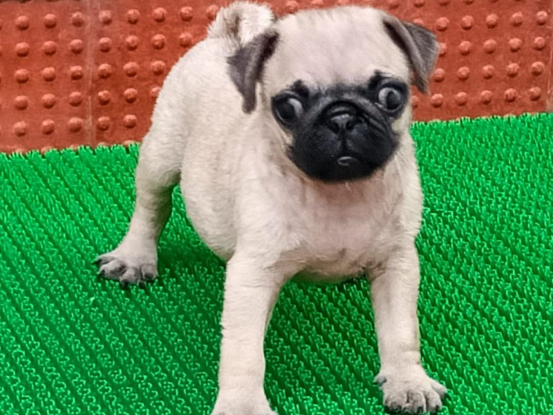 Pug