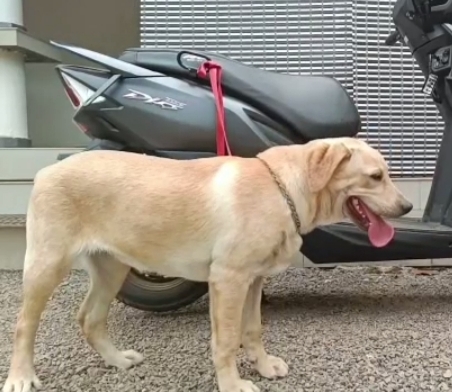 Labrador