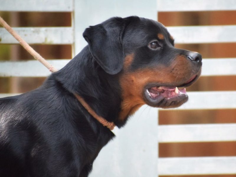 Rottweiler