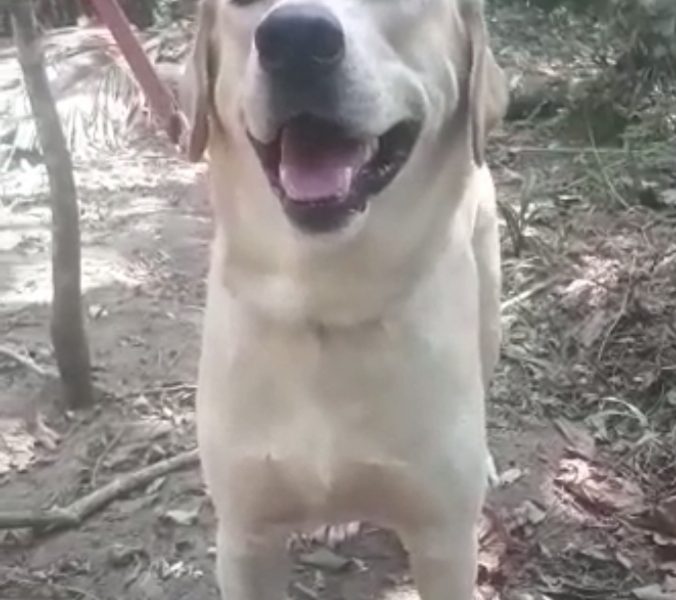 Labrador