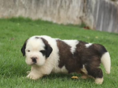 Saint bernard