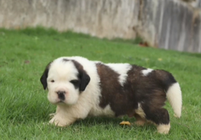 Saint bernard