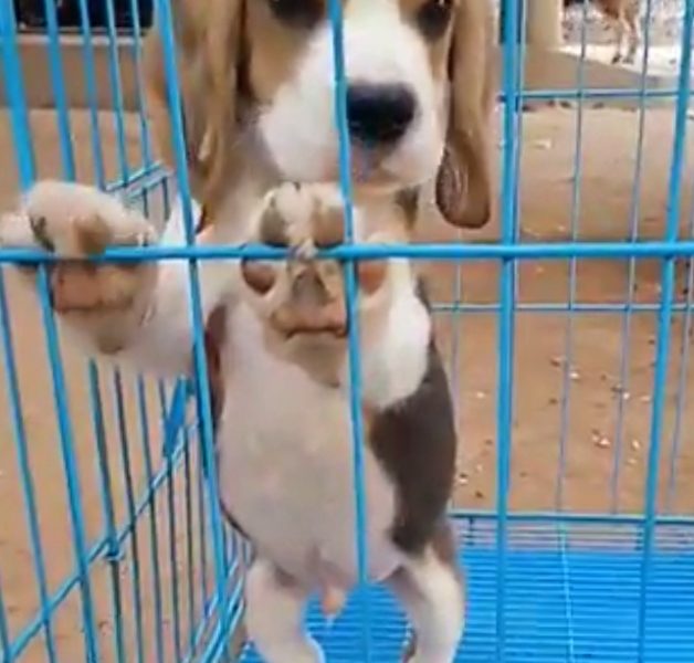 Beagle