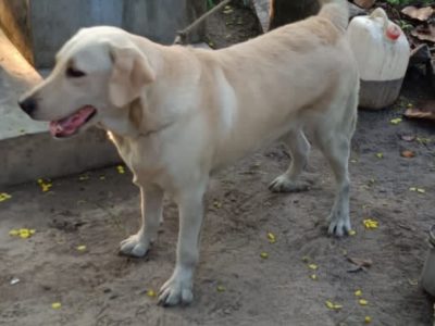 Labrador