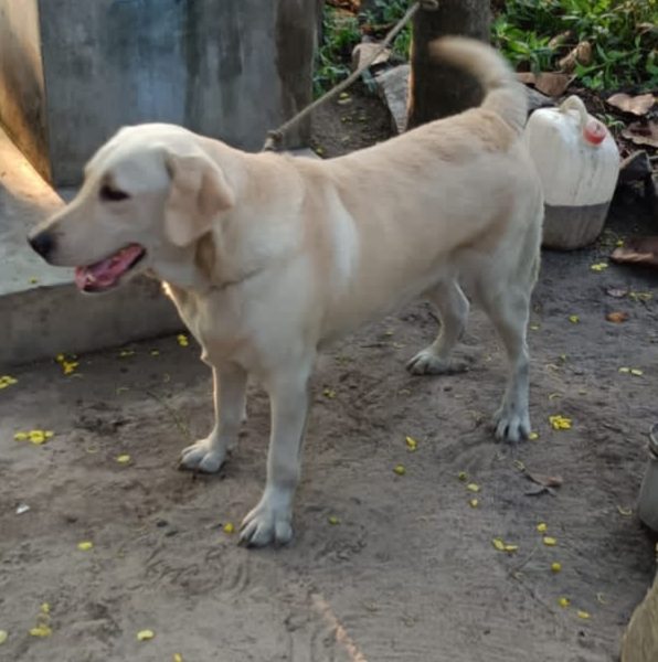 Labrador