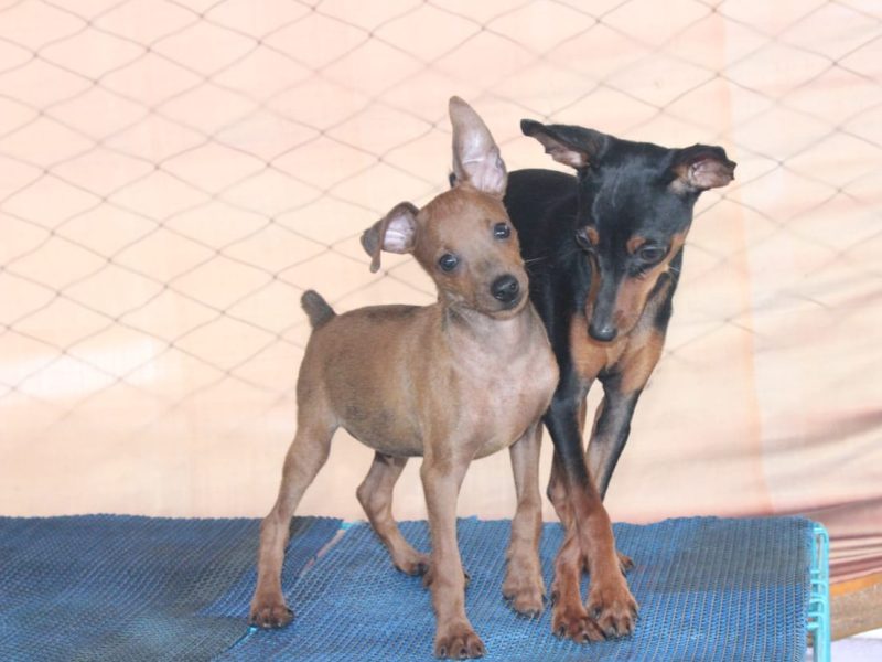 Miniature Pinscher