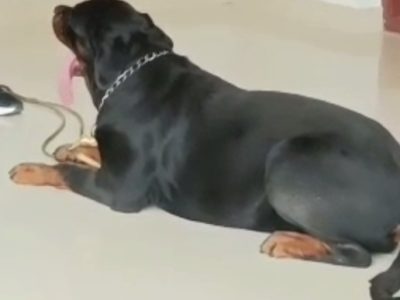 Rottweiler