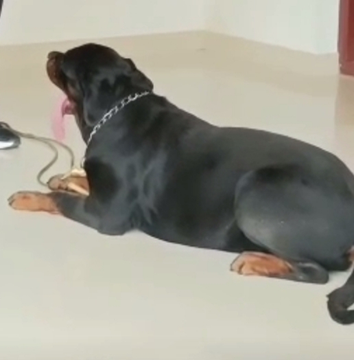 Rottweiler