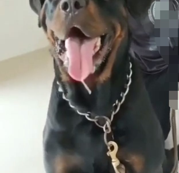 Rottweiler