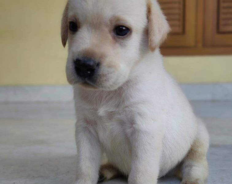 Labrador