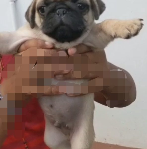 Pug