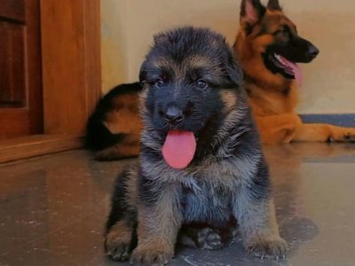 German shepherd