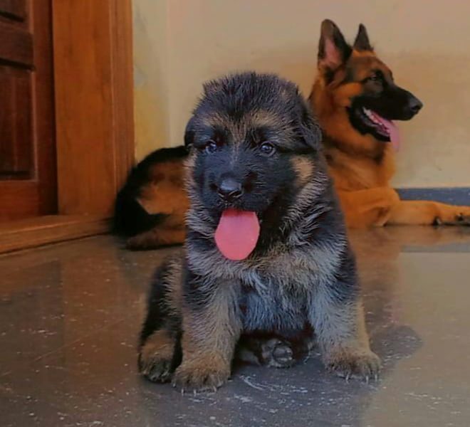 German shepherd