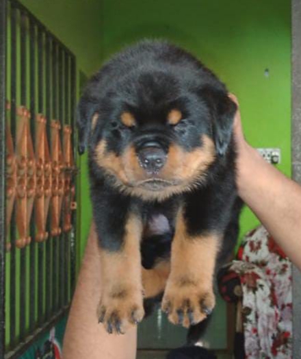 Rottweiler