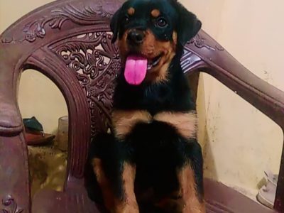 Rottweiler