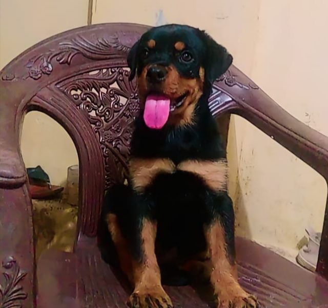 Rottweiler