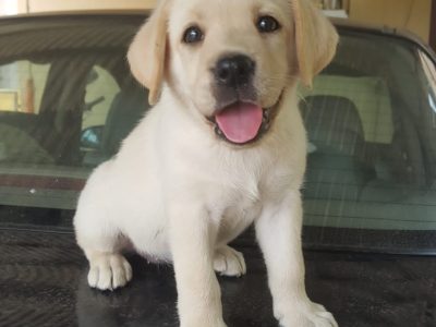 Labrador