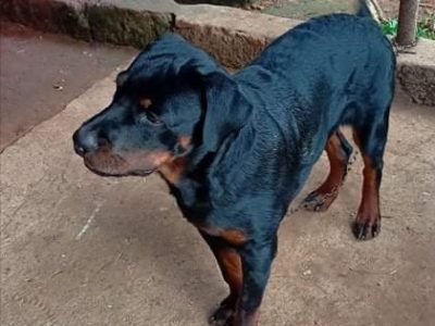 Rottweiler