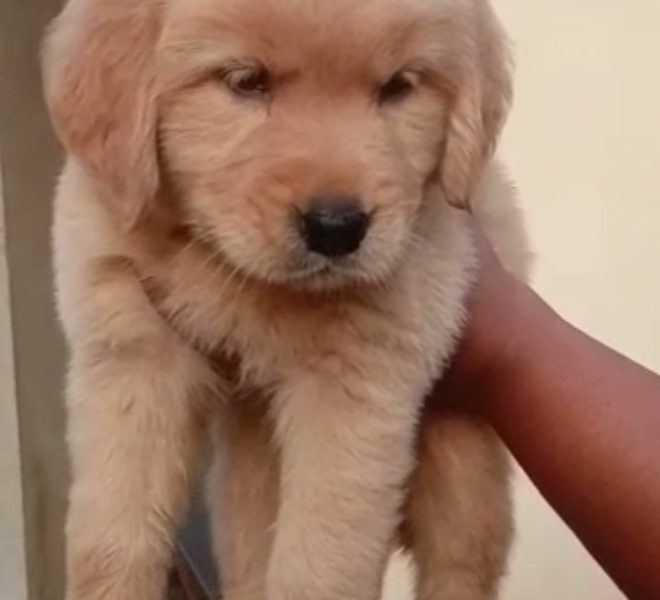 Golden Retriever