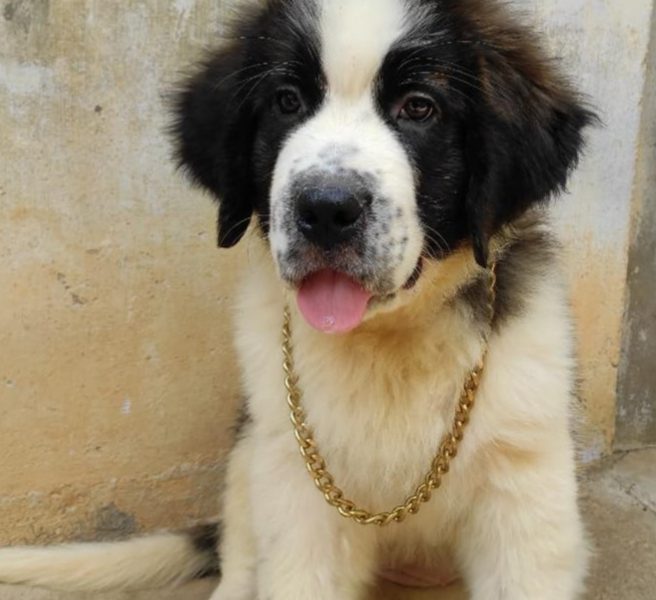 Saint bernard