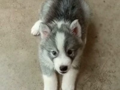 Husky